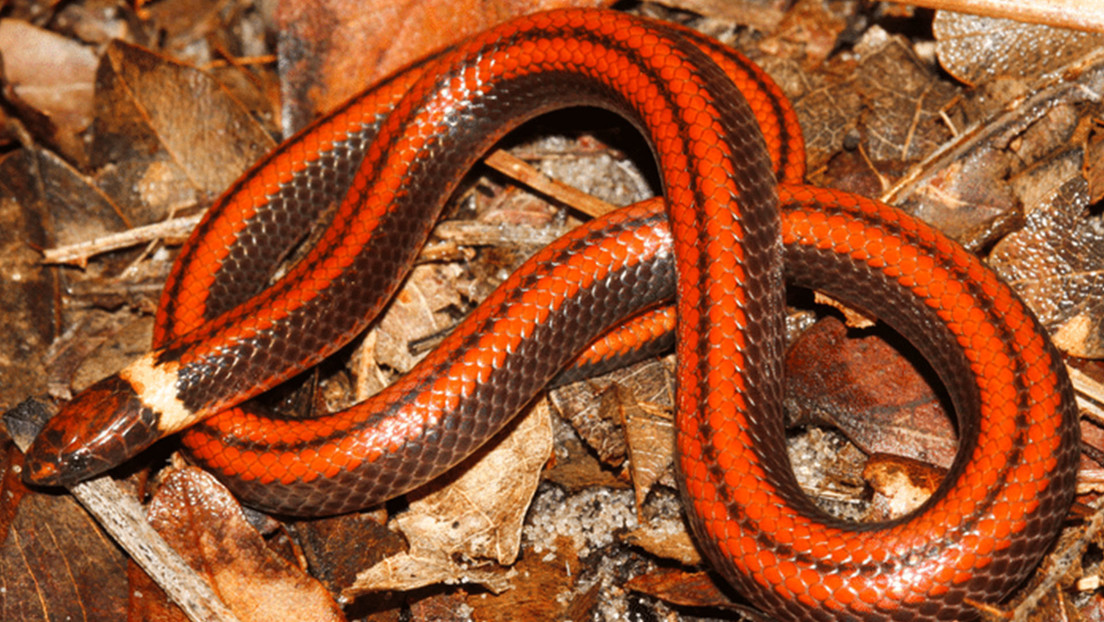 Paraguay: encuentran especie de serpiente caracterizada por una rara belleza