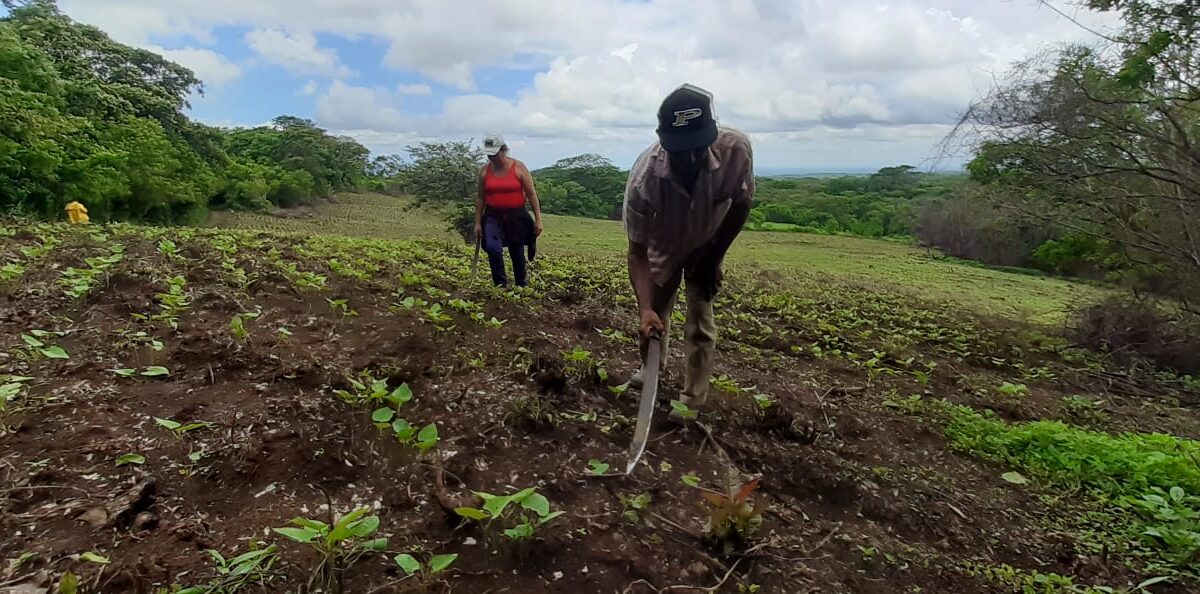 Agricultores de Managua esperan excelente cosecha de granos básicos