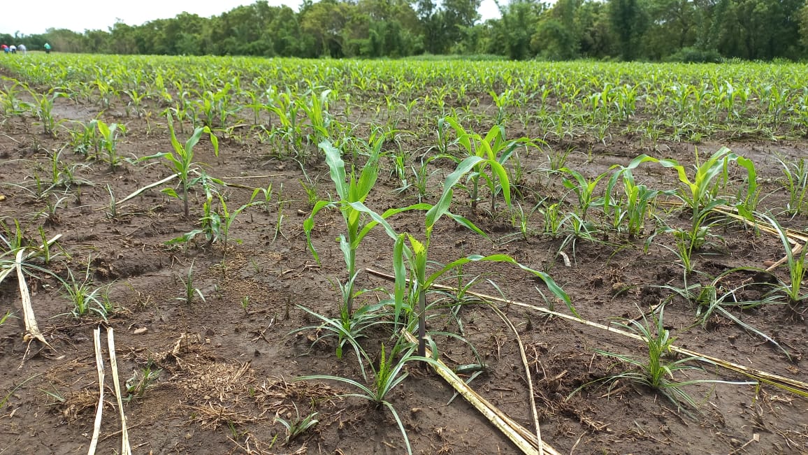 Fortalecen capacidades sobre el uso y manejo de semillas de maíz mejoradas