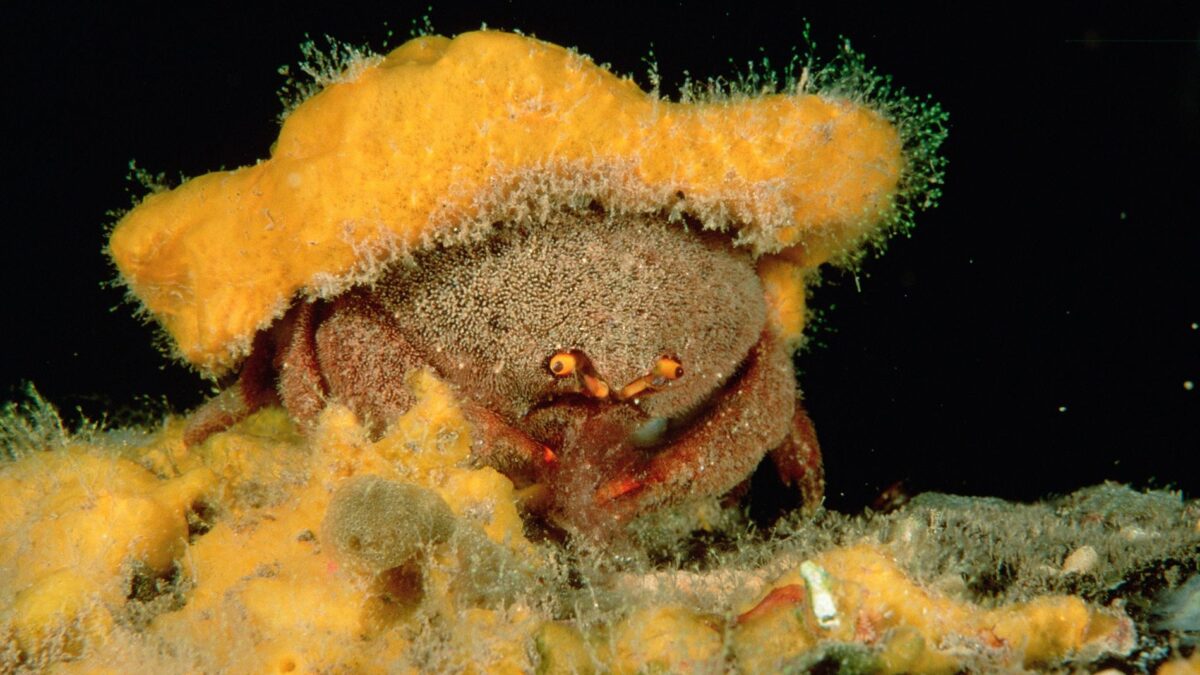 Descubren una nueva especie de “cangrejo esponja” en Australia