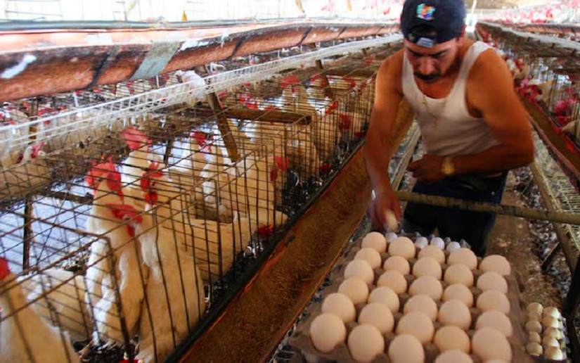 Nicaragua registra crecimiento en producción de leche y huevo