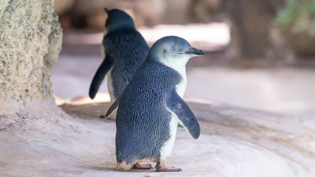 Cientos de pingüinos pequeños aparecen muertos en las costas de Nueva Zelanda