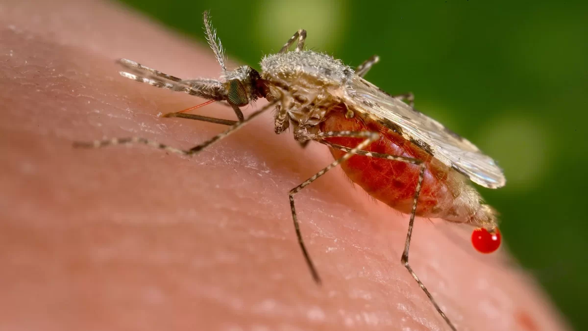 Defensa rusa: biolaboratorios en Ucrania estuvieron detrás de brotes de dengue en Cuba