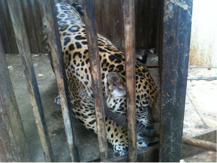 Adolescente sufre ataque de un jaguar en un zoológico de México