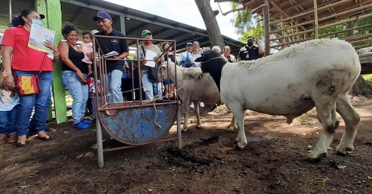 Crece producción de cabras y ovejas en Nicaragua
