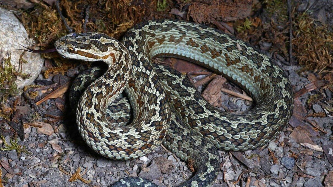 «Gloydius laterialis», nueva especie de serpiente que provoca parálisis corporal