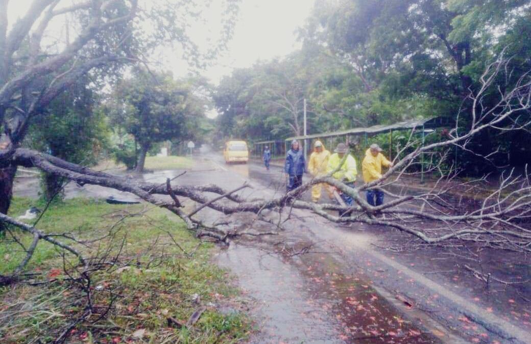 Lluvias solo provocan colapsos de árboles en Carazo