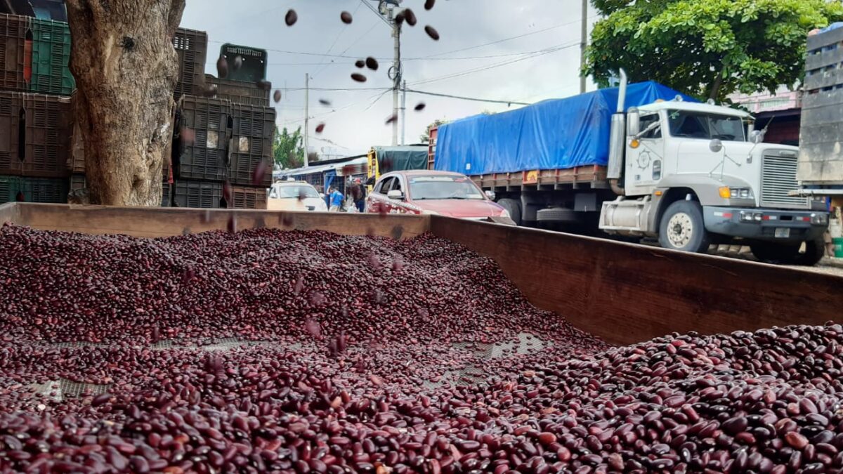 Nicaragua: exportaciones de frijol superan U$62 millones en primer semestre