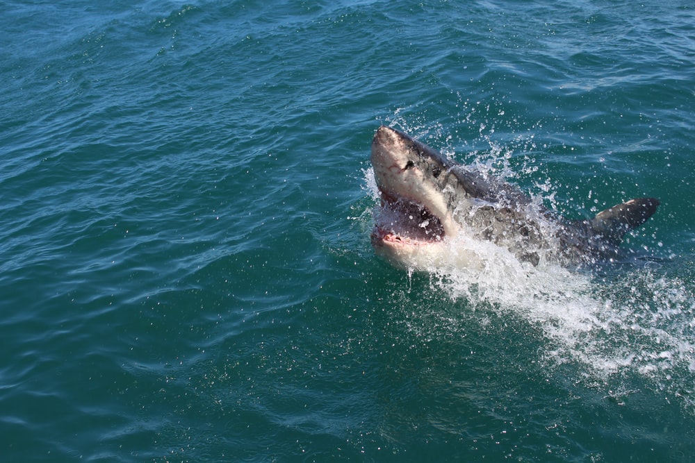 Ataque de tiburón provoca la muerte de una mujer en playa de Egipto