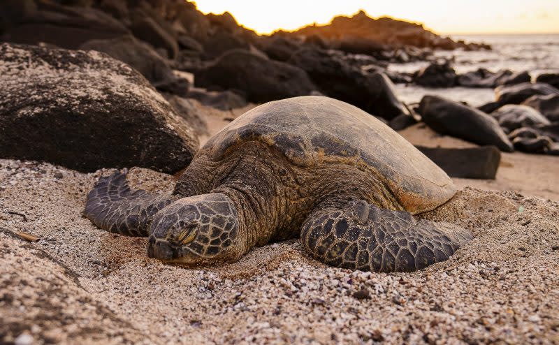 Tortugas marinas en peligro de extinción son encontradas apuñaladas en playa japonesa