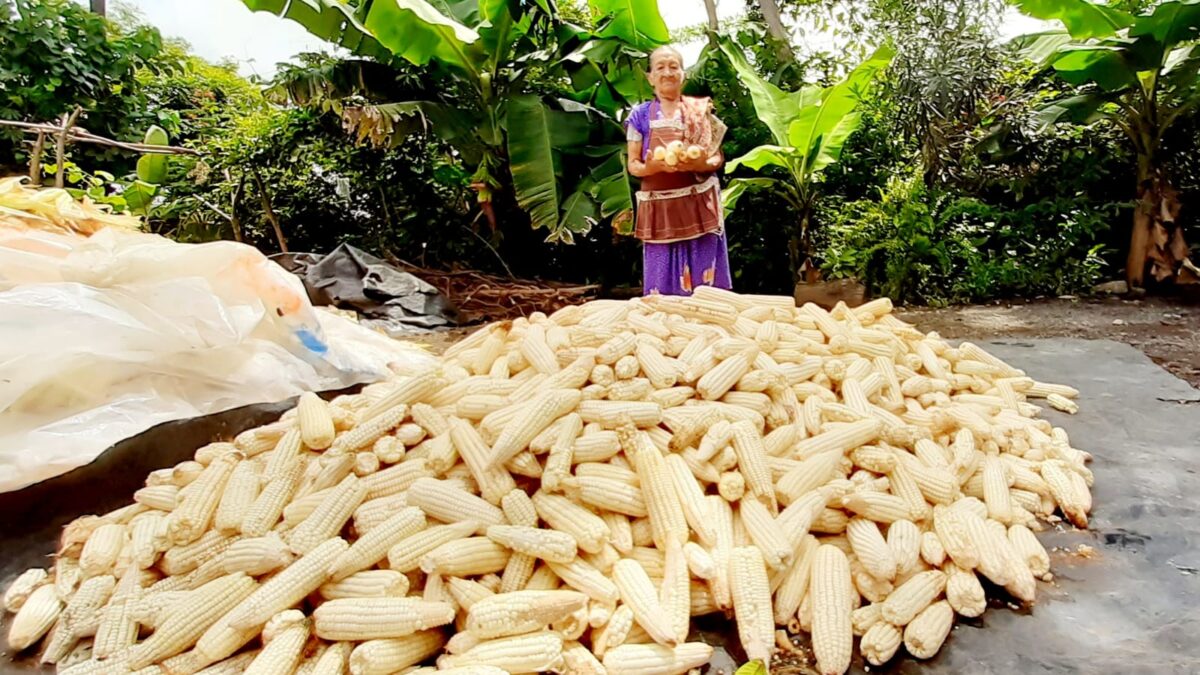 Pequeños agricultores de Nindirí aumentan producción de maíz