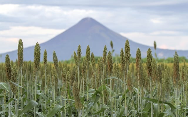 Aumento en la producción garantiza soberanía alimentaria en Nicaragua