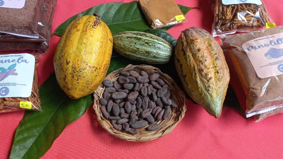 Cacao nicaragüense registra crecimiento productivo importante