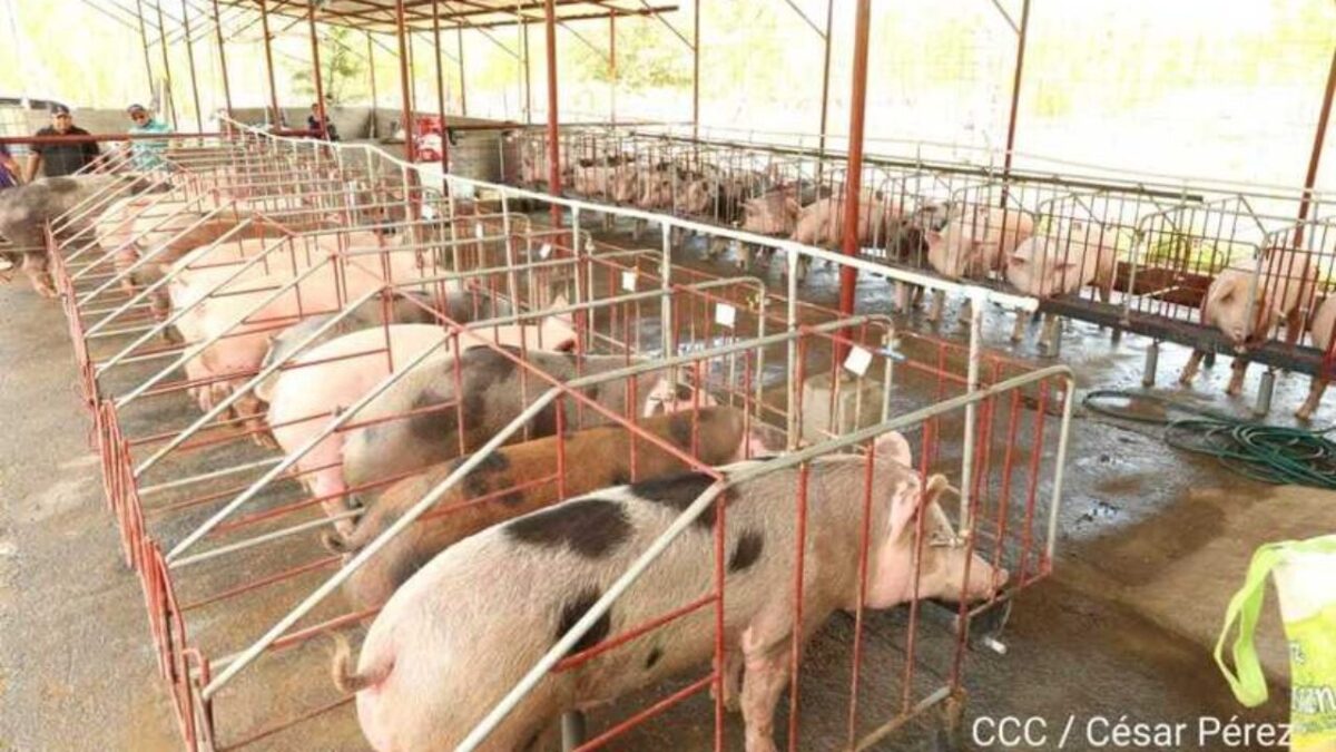 Más de 33 millones de libras de carne producirá el sector porcino este 2022