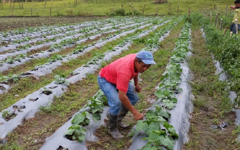 Productores de Nicaragua con grandes expectativas para este ciclo de primera