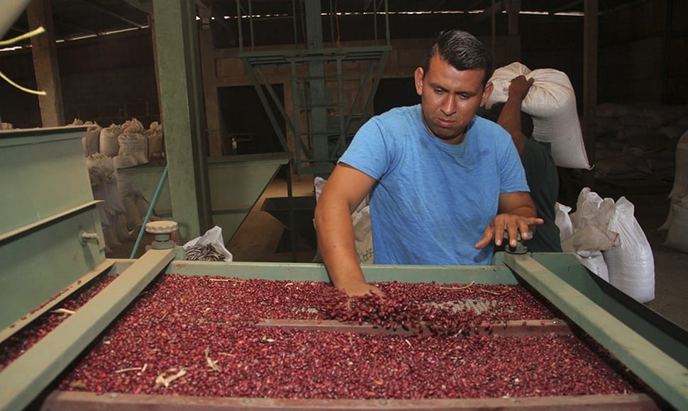 Pymes nicaragüenses aumentan exportación de frijoles y otros rubros