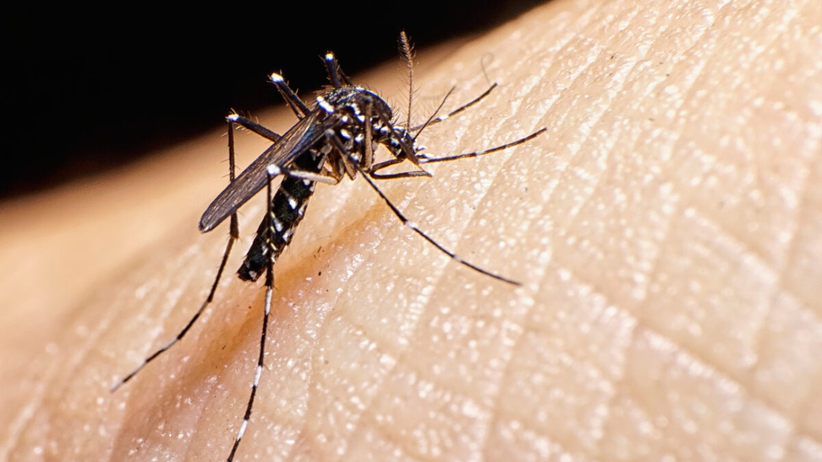 Alerta sobre aumento de casos de dengue en El Salvador