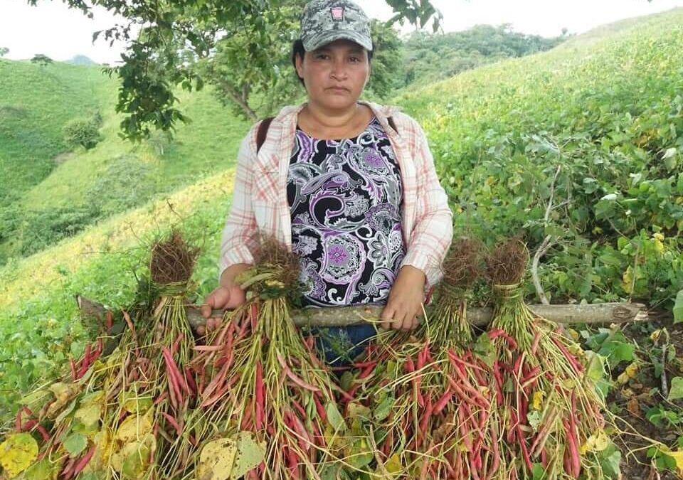 Cosecha de frijoles y maíz sobrepasa expectativas en Nicaragua