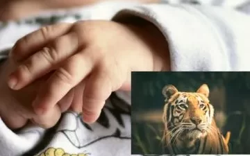 India: una mujer lucha contra un tigre para salvar a su bebé