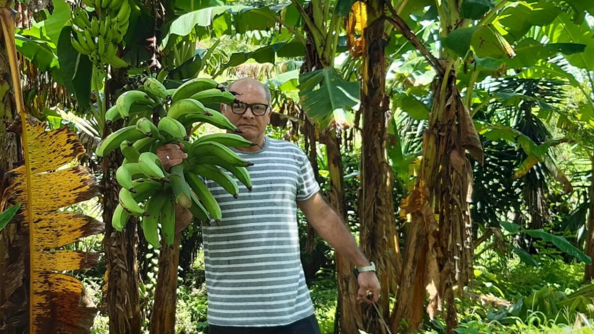 Productores de plátanos aumentan rendimientos en Managua