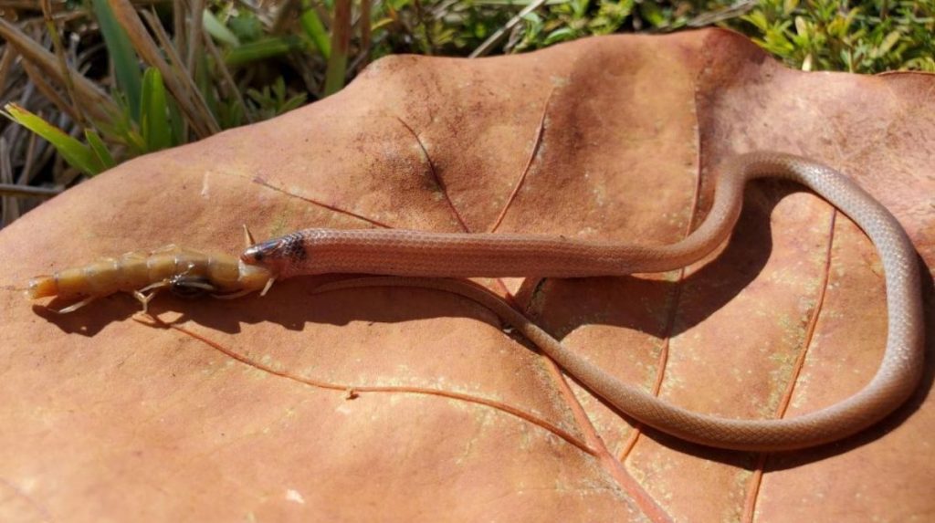 Encuentran la serpiente más rara muerta por atragantársele un ciempiés gigante