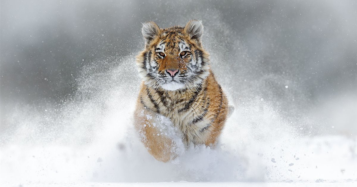 Descubren en el noroeste de China huellas de tigre siberiano