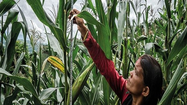 FAO plantea transformaciones en los sistemas agroalimentarios