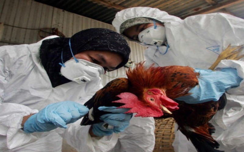 Emiten alerta preventiva contra gripe aviar en Panamá