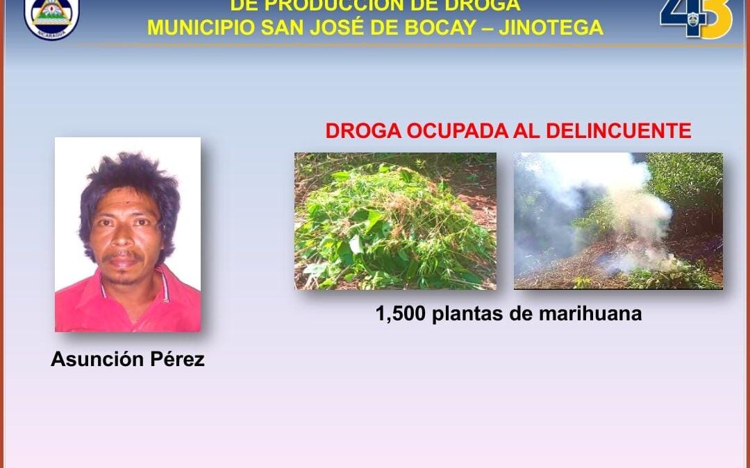 Capturan a sujeto por cultivar 1 mil 500 plantas de Marihuana en Jinotega