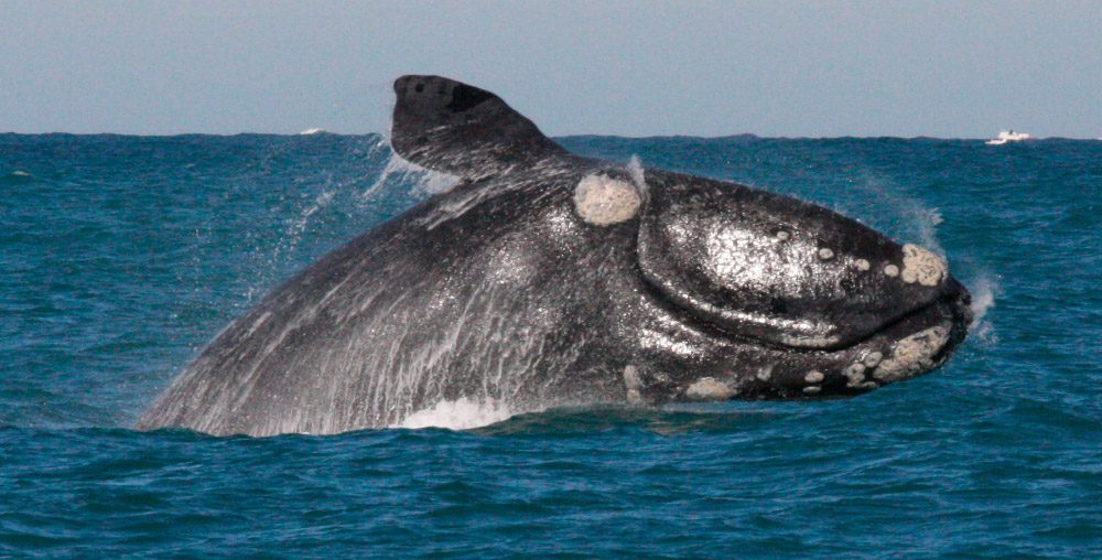 Revelan la causa de muerte de 30 ballenas francas en el sur de Argentina