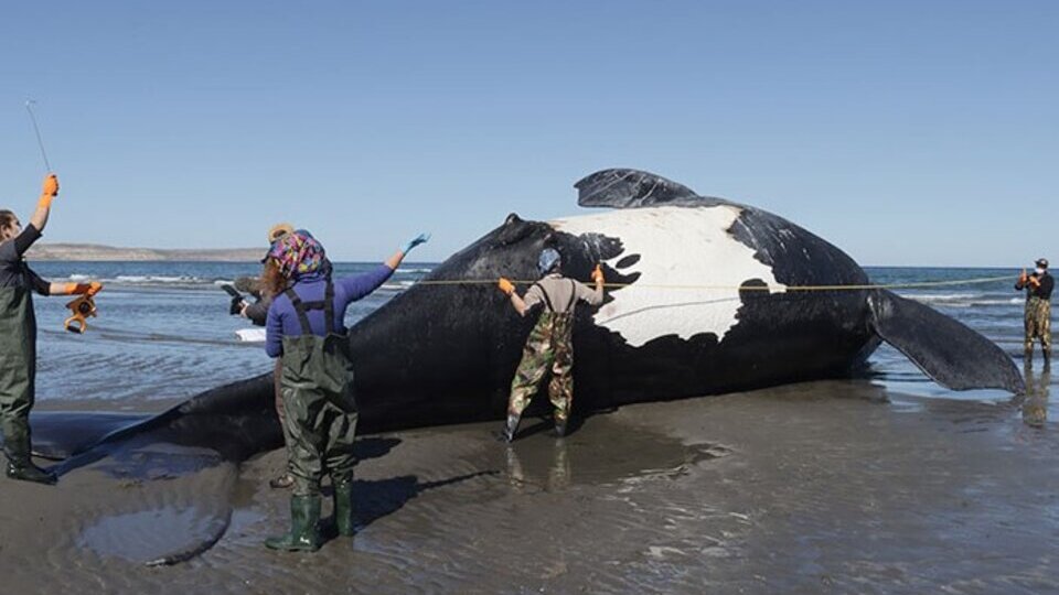 Encuentran 15 ballenas muertas en el sur de Argentina