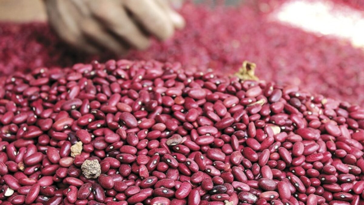 Especulación de intermediarios encarece libra de frijoles rojos en Nicaragua