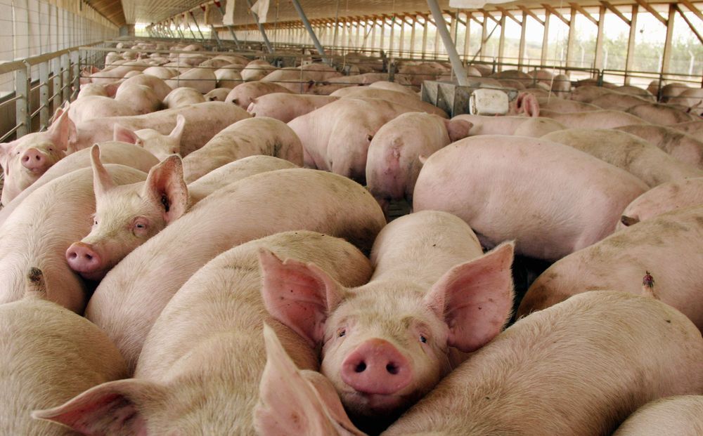 Producción de carne de cerdo aumentará 7% en Nicaragua