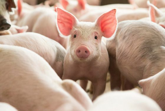 Sector porcino aumenta un 5.4% en Nicaragua