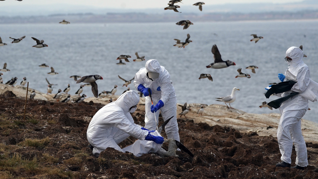 Declaran zona de prevención de gripe aviar en toda Gran Bretaña