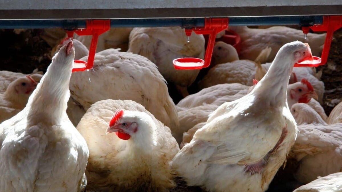 Ecuador declara emergencia sanitaria por brote de gripe aviar