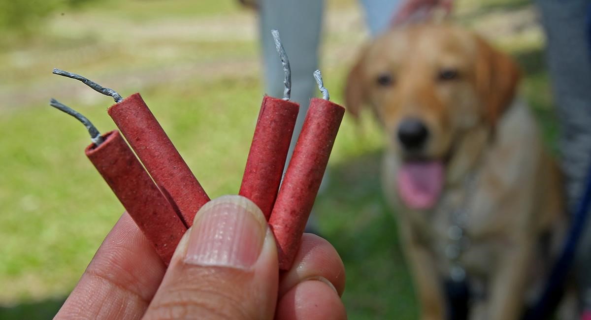 Especialistas recomiendan cuidar a los perros debido al estrés por la pólvora