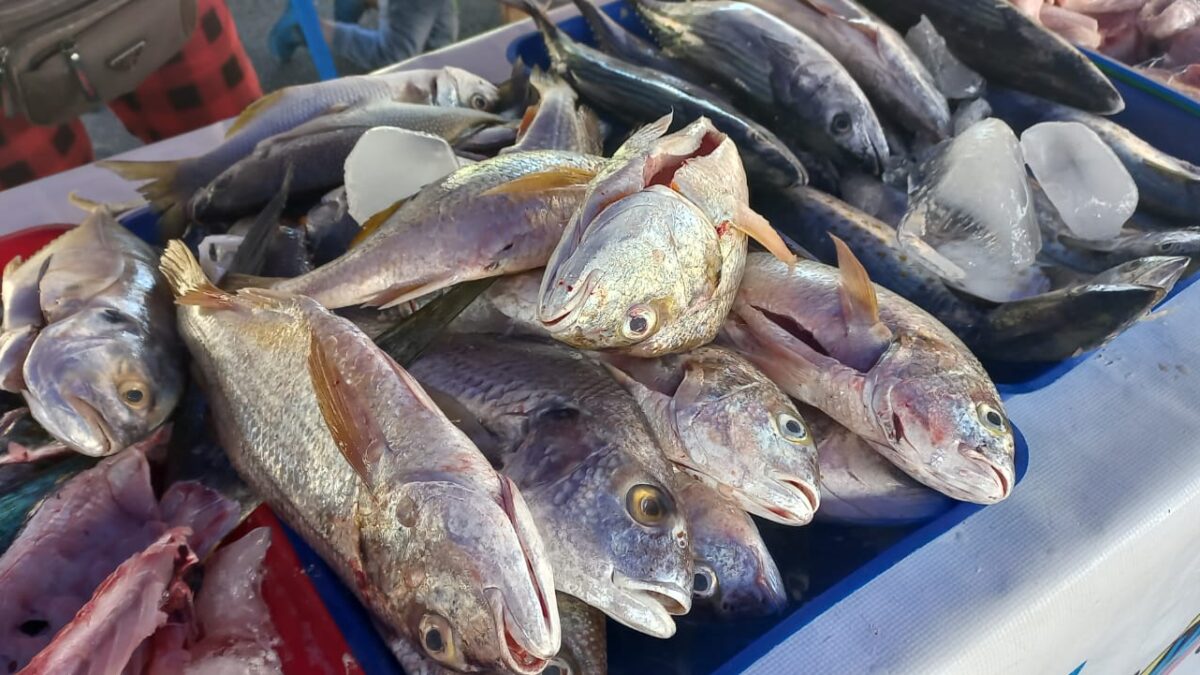 Feria de productos del mar con precios favorables en Plaza 22 de Agosto