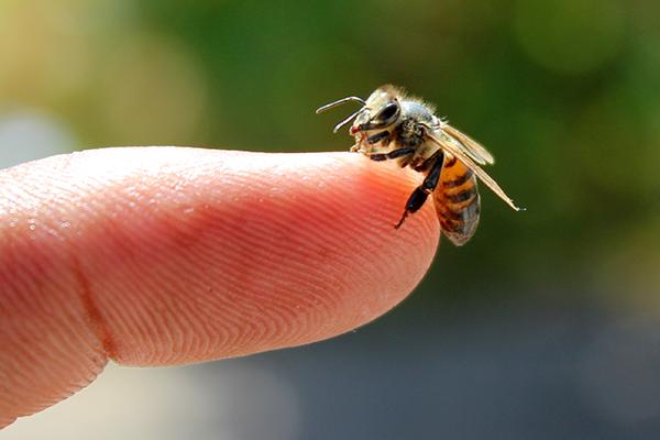 Decenas de hospitalizados por picaduras de abejas en México