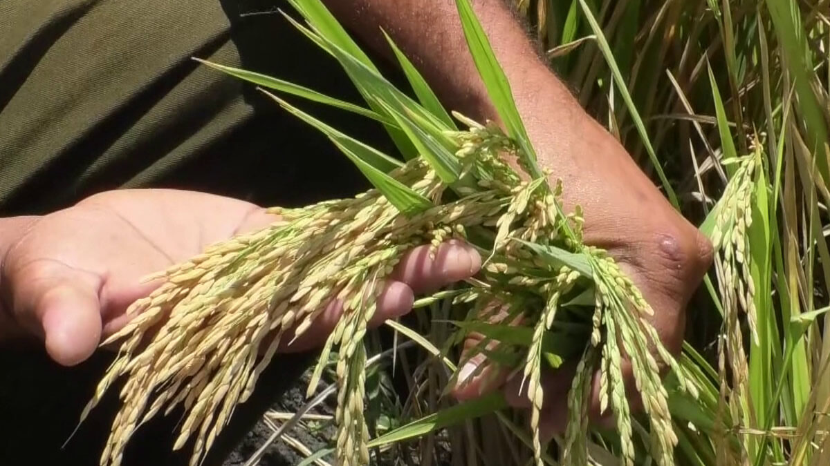 INTA presenta nuevas variedades de arroz con mayores rendimientos productivos