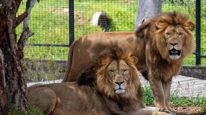 Cinco leones se escapan de su recinto en un zoológico de Australia