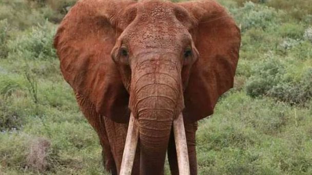 Muere elefante hembra más grande de África