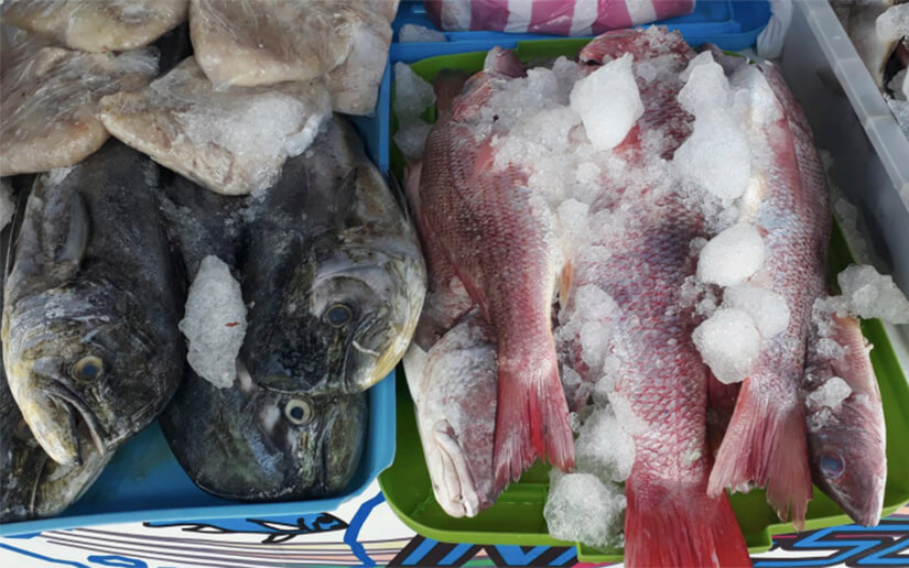 Nicaragua incrementa exportaciones acuícolas y pesqueras