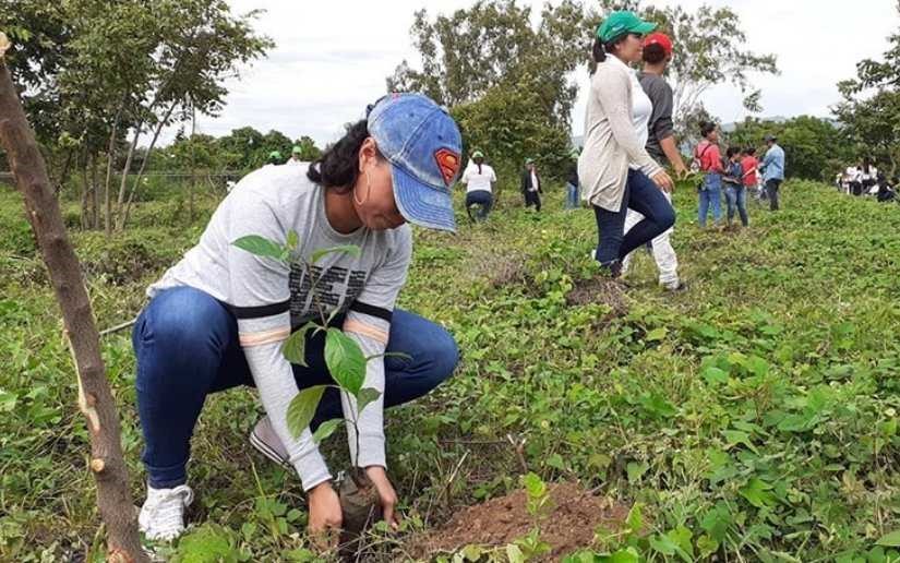 Avanza en un 74% la jornada de reforestación en Nicaragua