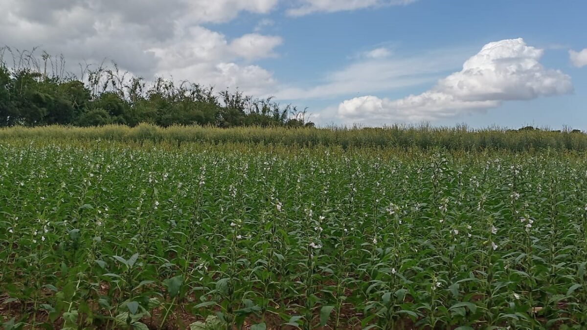 CNIA potencia los nuevos métodos de producción en la semilla de ajonjolí