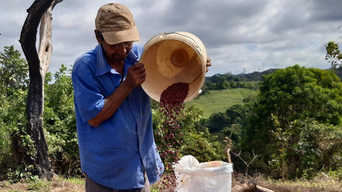 Aumenta cosecha de frijoles en comarcas de Managua