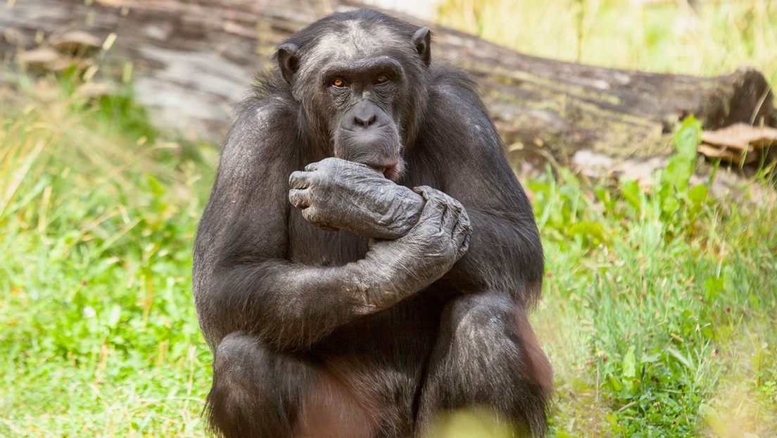 Asesinan a chimpancés que escaparon de sus jaulas en un zoológico de Suecia