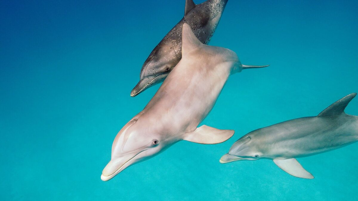 Científicos encuentran una subespecie de delfín nariz de botella en el Pacífico oriental tropical