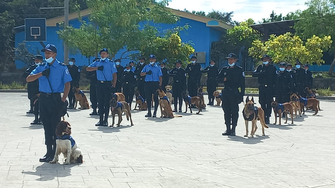 Guías policiales concluyen curso de adiestramiento de canes