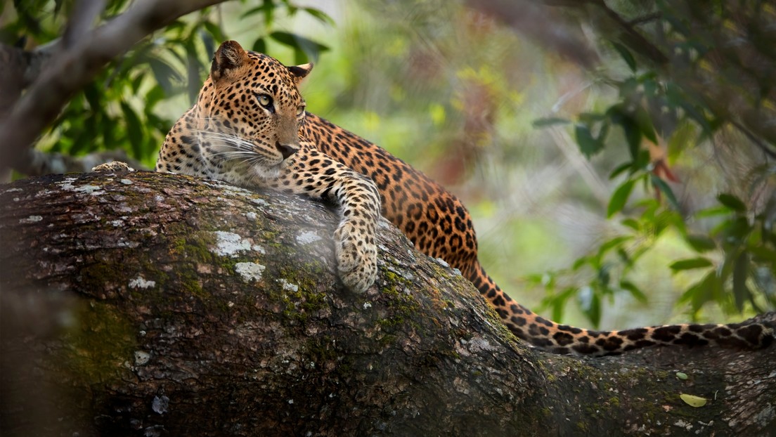 Un leopardo ataca a una decena de personas en la India